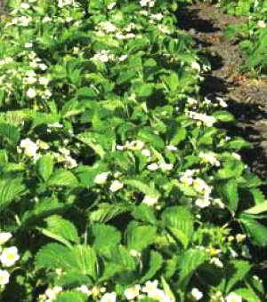 Capsuni (căpșuni), plantare și îngrijire, caracteristici de cultivare, fotografie