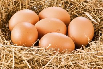 Ha vedlés kezd tojótyúkok és hogyan kell gondoskodni a madarak ebben az időszakban