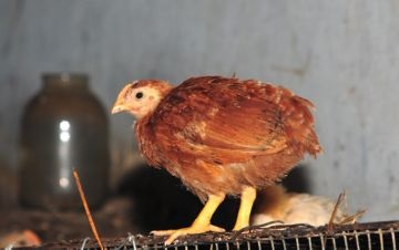 Ha vedlés kezd tojótyúkok és hogyan kell gondoskodni a madarak ebben az időszakban