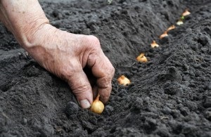 Când se plantează ceapa în sol deschis în 2017