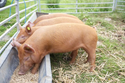 Porci de hrănire cu hrană uscată la domiciliu