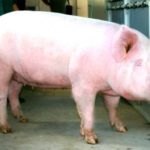 Porci de hrănire cu hrană uscată la domiciliu