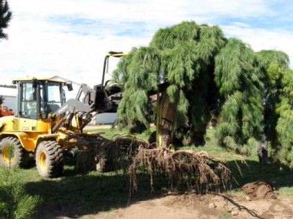 Sistem rădăcină de pini