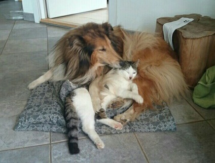 O pisică și un câine dorm împreună din prima zi a întâlnirii