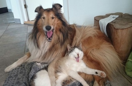 O pisică și un câine dorm împreună din prima zi în care se întâlneau, umkra