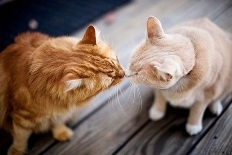 Macskák és a szagokat