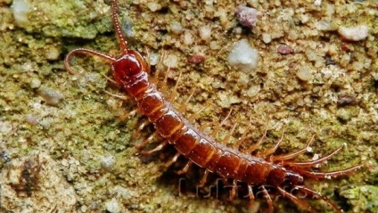 Kostyanka millipede - caracteristici ale nutriției, reproducerii