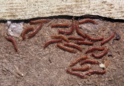 Kostyanka millipede - caracteristici ale nutriției, reproducerii
