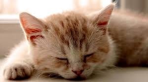 A cica nem eszik vagy iszik, állandóan alszik - mit kell tenni
