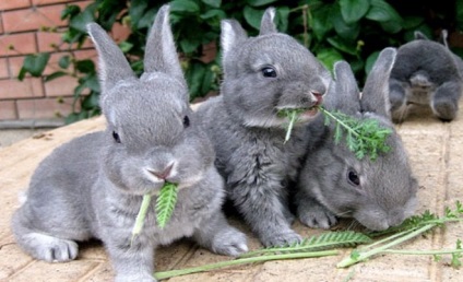 Descrierea rasei Rabbit Rex, reproducere, fotografie