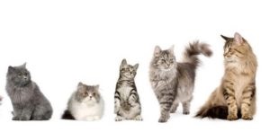 Cine este angajat în înregistrarea de rase de pisici Don Sphynx șobolan