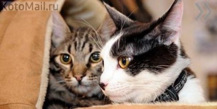 Kuzma és Murici - a fő pajta macskák