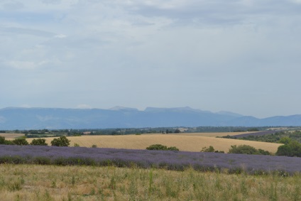 Câmpurile de lavandă în Franța cum să ajungi fără mașină, dariaveurope