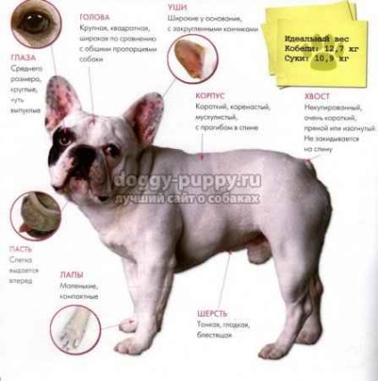 Kezelése a füle a francia bulldog - a legjobb helyen a kutyák - Animal Kingdom