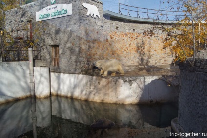 Leningrad Zoo, impresionant depresiv