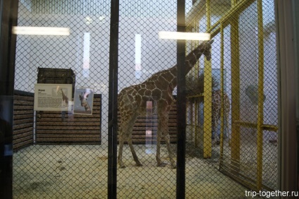 Leningrad Zoo, impresionant depresiv