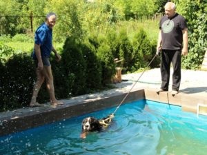 Training de vară - creșterea câinilor