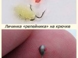 Larva de molii de brusture și 