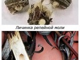 Larva de molii de brusture și 