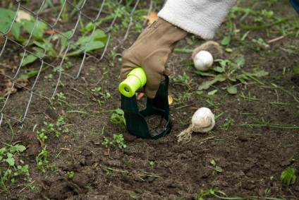 Crini atunci când se plantează în toamnă sau primăvară, de îngrijire și de plantare în Siberia, cum să stoca becuri, transplant,