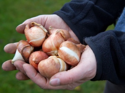 Crini de îngrijire pe teren deschis, plantare în toamna, atunci când plantate în Siberia, în primăvara, atunci când transplantat,