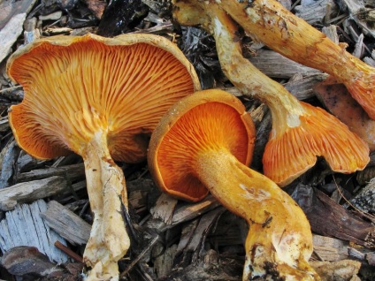 Chanterelle este falsă și diferența față de chanterelle real