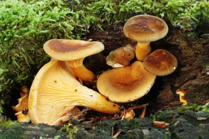 Chanterelle este falsă și diferența față de chanterelle real