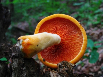 Chanterelle este falsă și diferența față de chanterelle real