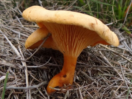 Chanterelle este falsă și diferența față de chanterelle real