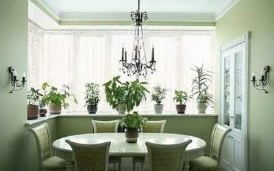Cele mai bune plante de interior pentru bucătărie care plante sunt cele mai bine plasate în bucătărie interior floricultură