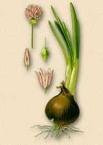 Hagyma - Allium cepa L