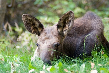 Fapte curioase despre moose