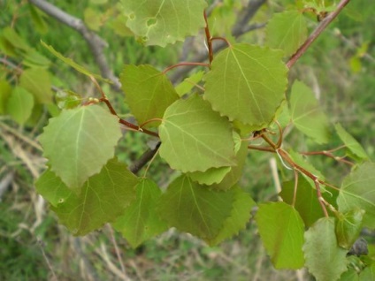 Magia aspenului