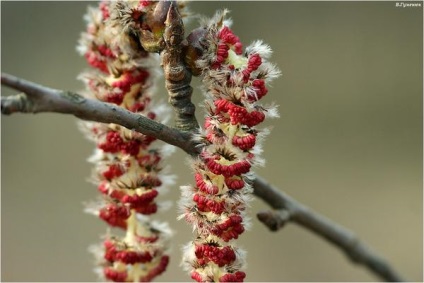 Magia aspenului