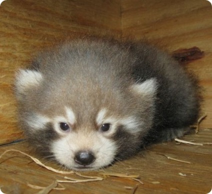 Kis panda North Dakota (panda) Kis panda North Dakota