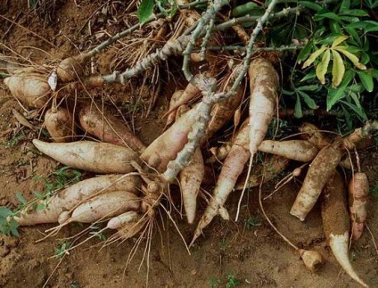 Cassava egzotikus és kielégítő, főzés!