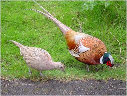 Habitate și comportamentul caracteristic al fazanților