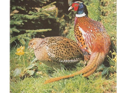 Habitate și comportamentul caracteristic al fazanților