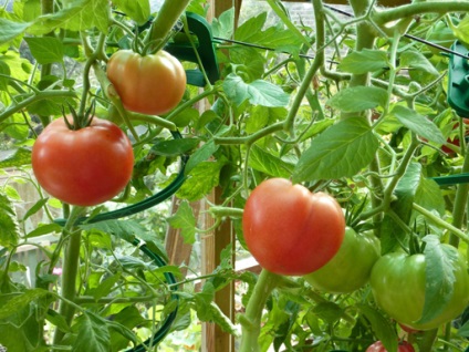 Metode de cultivare a tomatelor