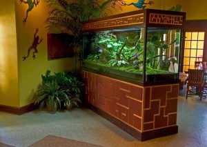 Mini-seră într-un acvariu, o sticlă »compoziții de plante de apartament» flori în casa ta