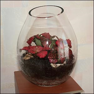 Mini üvegház az akváriumban, az üveg „készítmény cserepes növények virágok otthonában