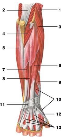 Muschii din antebraț