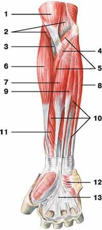 Sunt mușchii antebrațului
