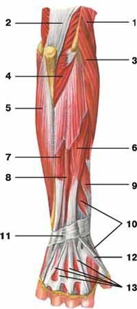 Sunt mușchii antebrațului