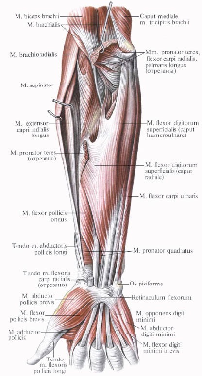 Az izmok az alkar - ez