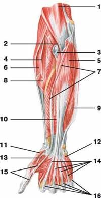 Sunt mușchii antebrațului