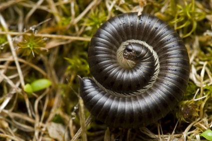 Centipedes beneficiu și rău