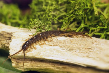 Centipedes beneficiu și rău