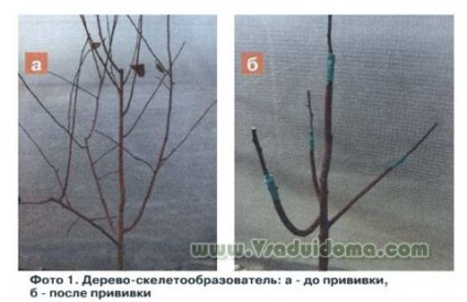 Mnogosortovoe fa (tree kert) a kezével, a helyszínen a kertben, ház és a szobanövények