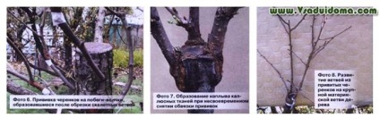 Mnogosortovoe fa (tree kert) a kezével, a helyszínen a kertben, ház és a szobanövények
